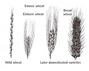 Evolution of domestic wheat