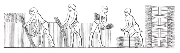 Egyptians harvesting ancient wheat Getty Grafissimo