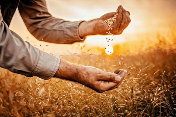Farmer playing with wheat seeds Getty