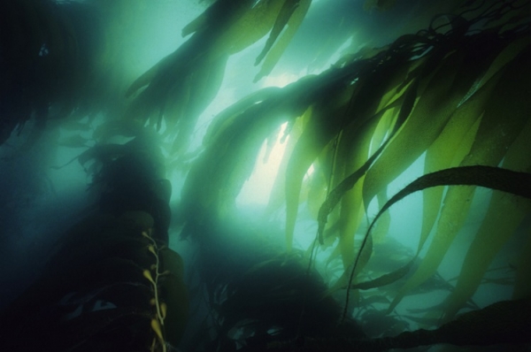 Seaweed (kelp) Getty