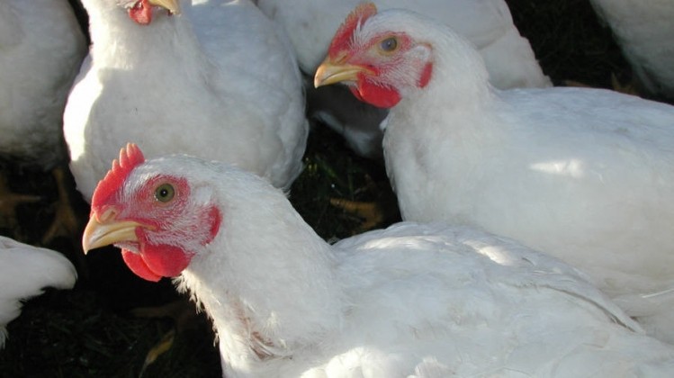 Poultry processing represents 75,000 jobs and 10% of Alabama's economy