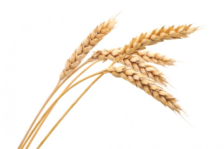 Gluten is the main group of proteins in grains such as wheat