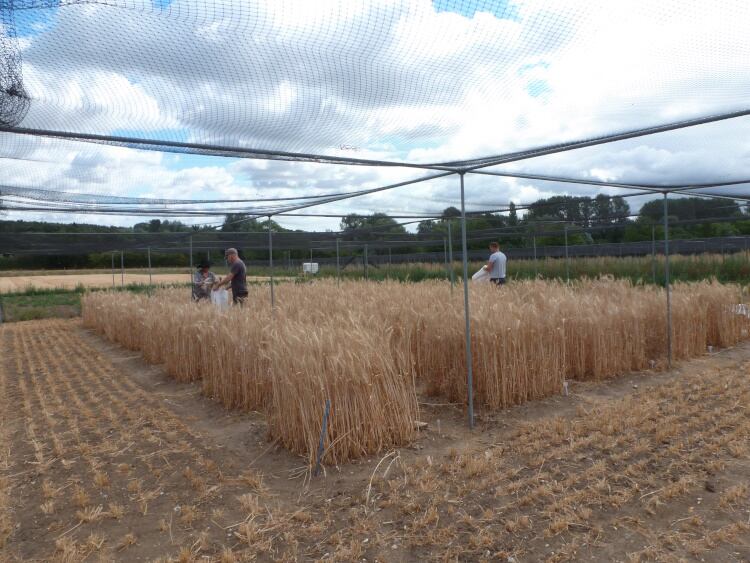 High-iron-GM-wheat-field-trial.jpg
