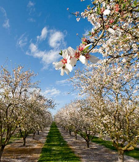 Almonds-growing.jpg