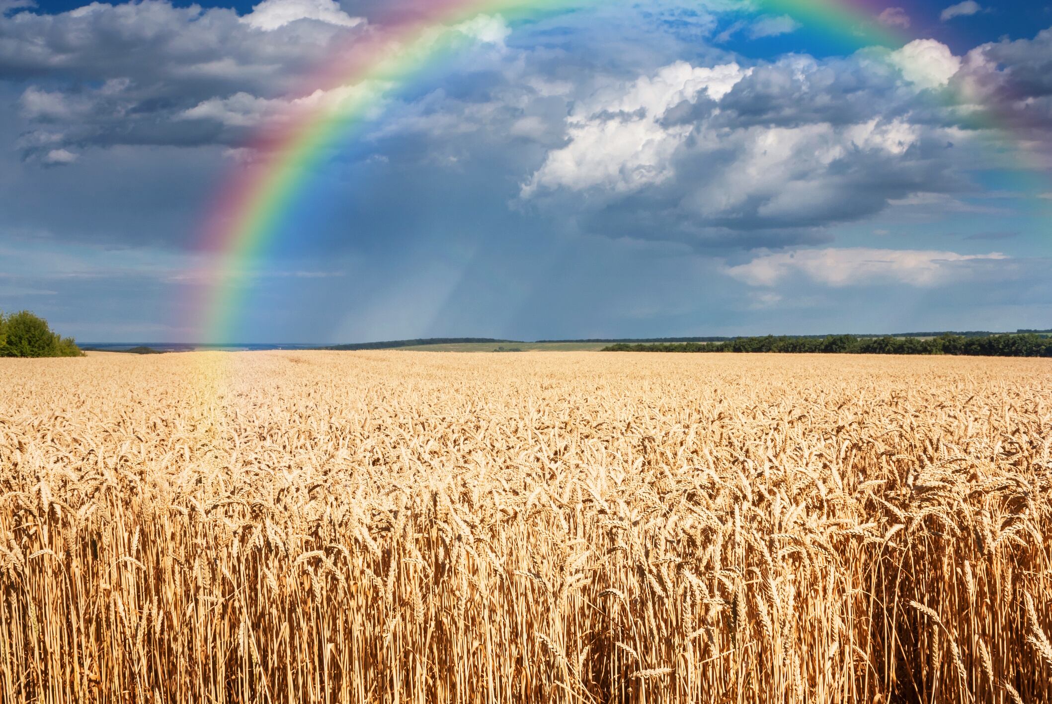 Summer rural landscape - field common wheat on background distant rainy sky and rainbow