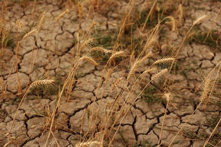 The world’s reliance on wheat threatens food security: new report