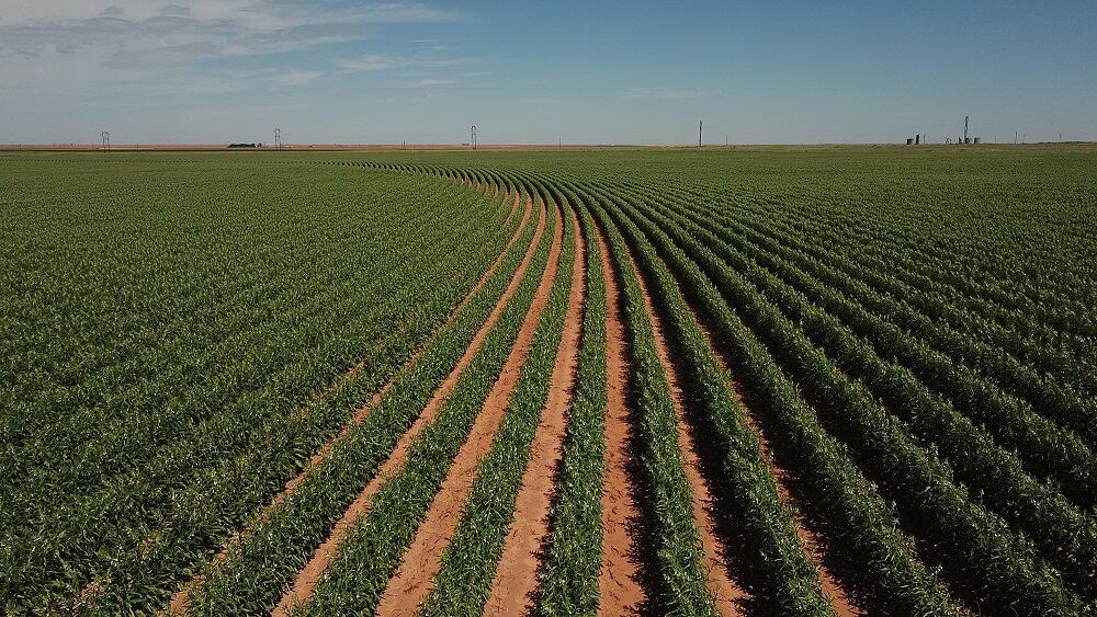 Equinom-enters-US-market-with-non-GMO-seed-breeding-technology.jpg