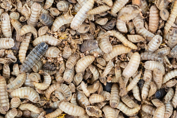 black-soldier-fly-larvae-antos777.jpg