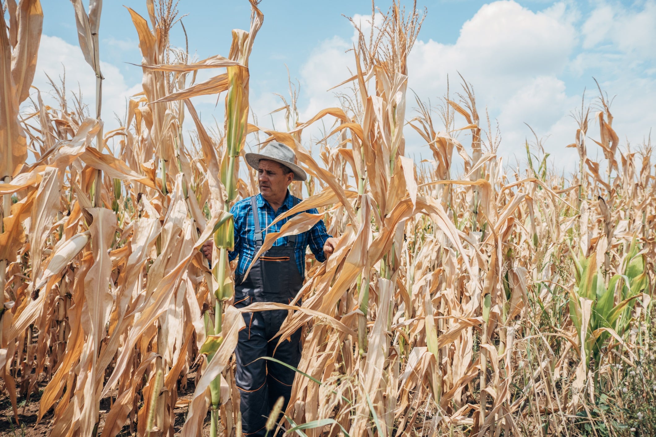 Corn crisis: Manufacturers prepare for price hikes as global stocks fall