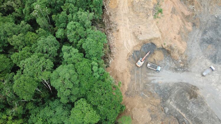 Deforestation-richcarey.jpg