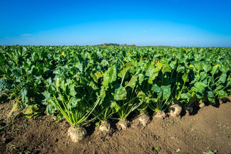 BENEO_Sugar-beet-field-003.jpg