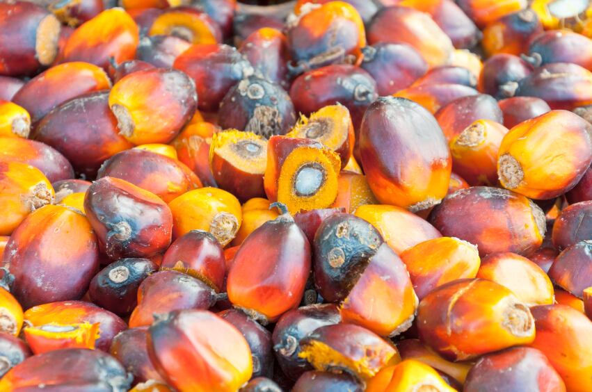 fruits-palm-oil.jpg