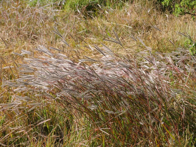 teff-ancient-grain-africa-iStock-reidecki.jpg