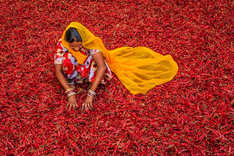 Indian woman in a field of chillies