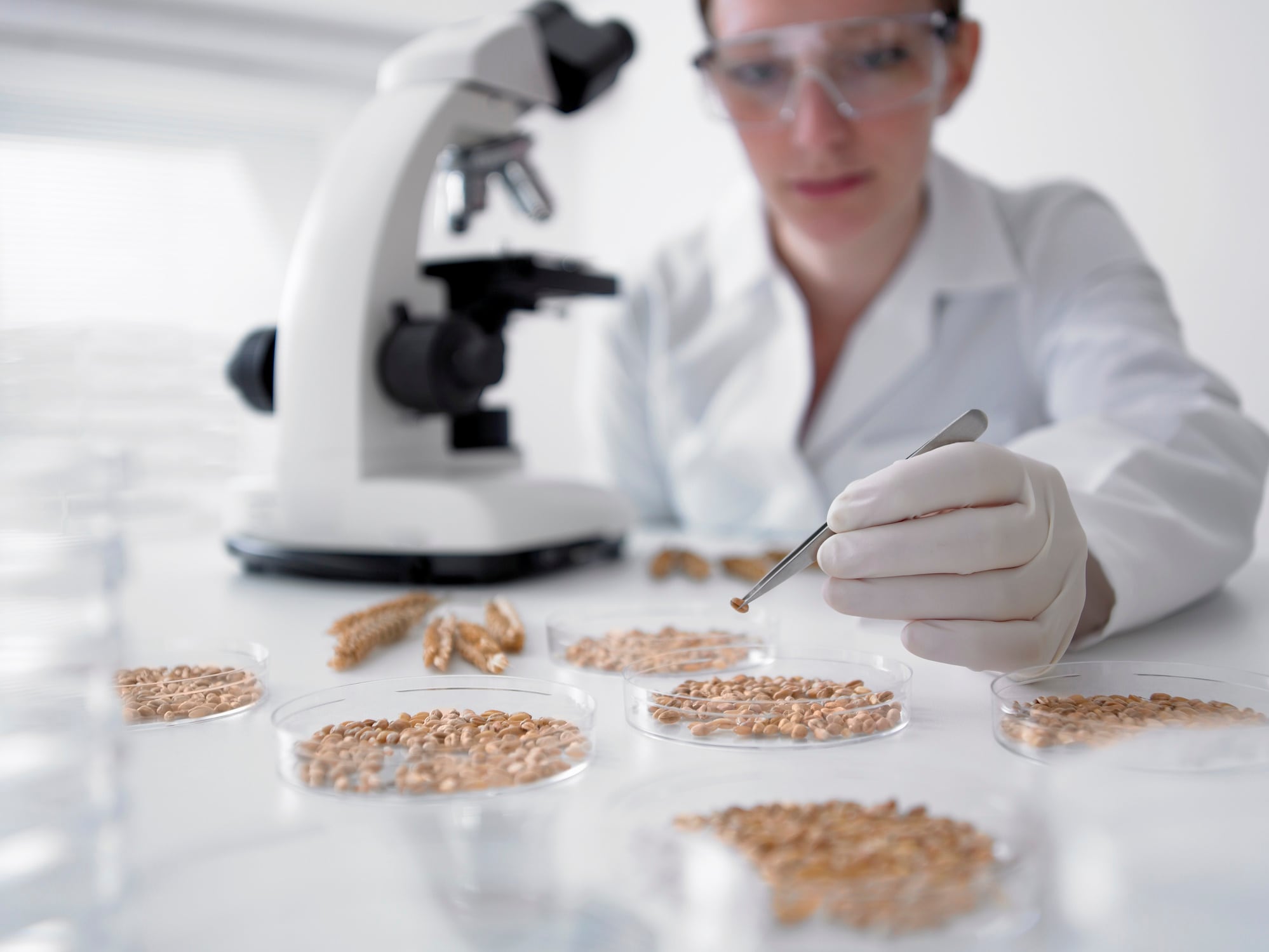 Scientist examining wheat grains in petri dishes