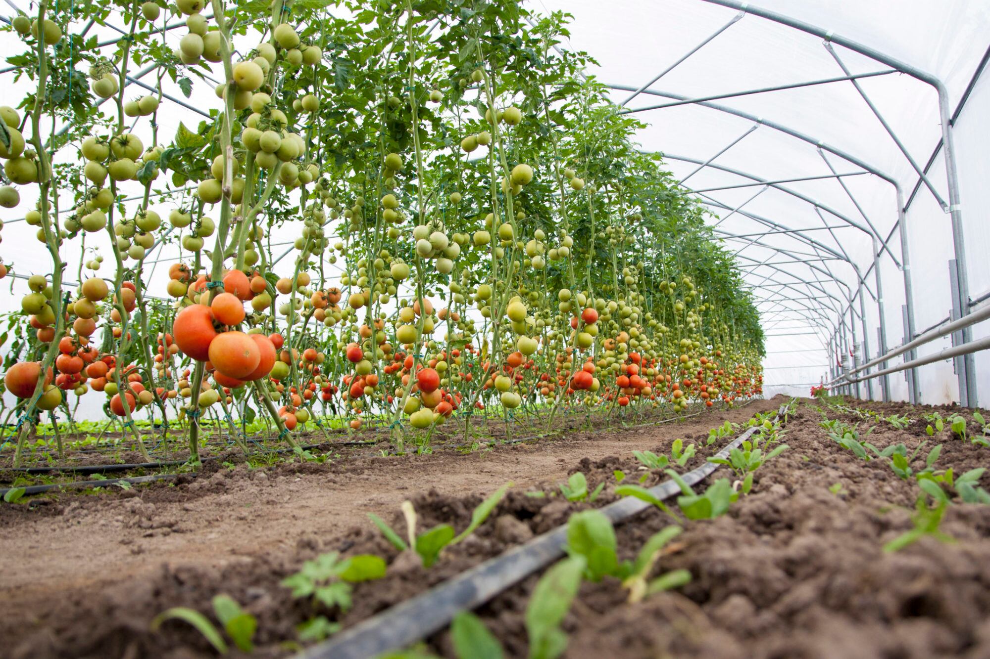 Tomatoes-in-soil-Tents.jpg
