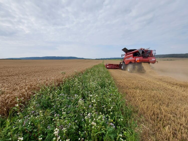 1-MDLZ_HARMONY_FLOWERS-AND-FIELD.jpg