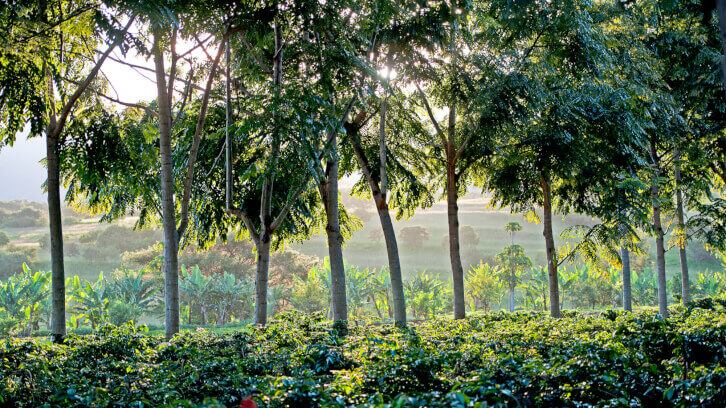 Bobo’s offsets bakery carbon emissions, partners with Acorn