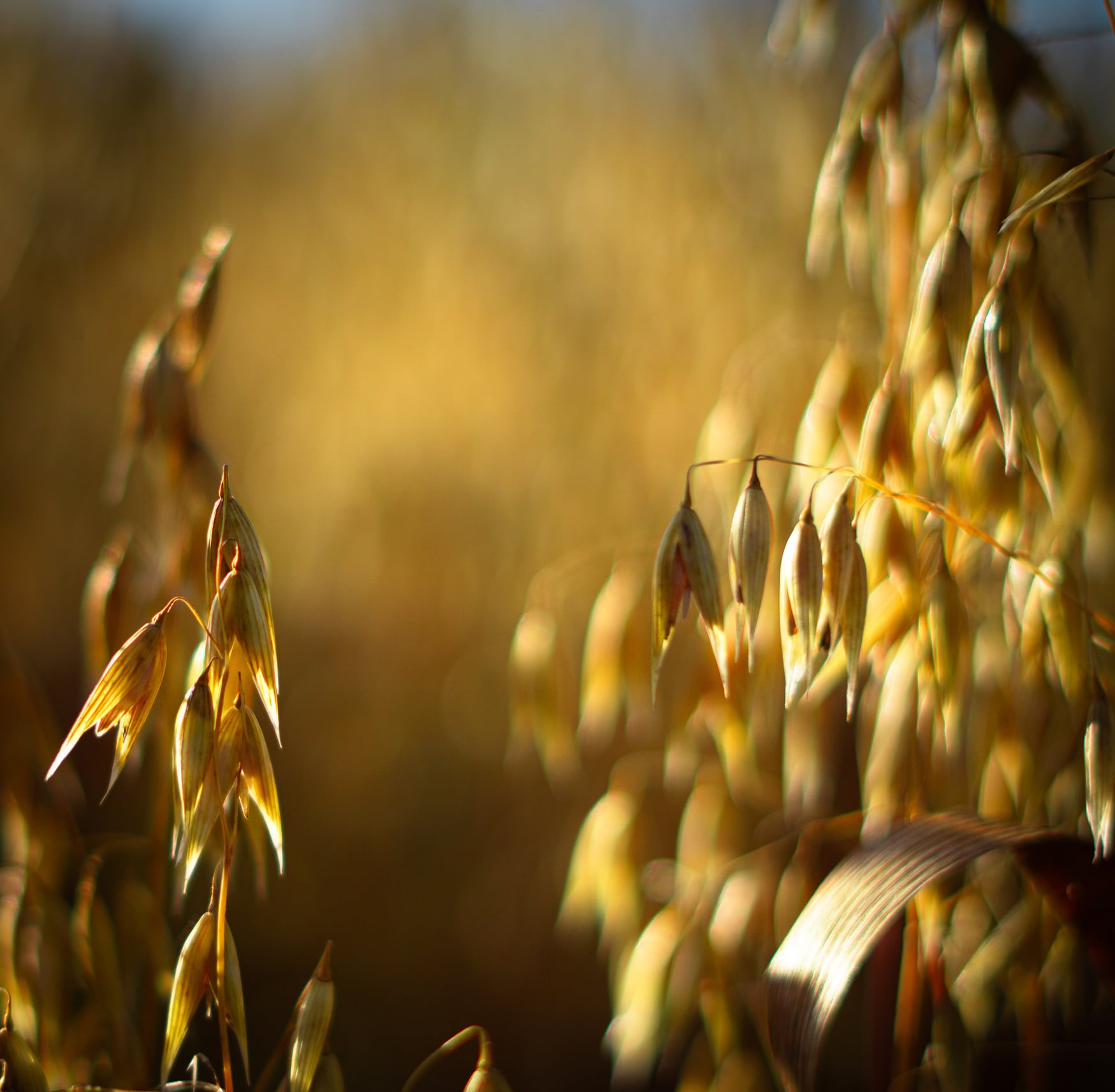 Oats close-up in the sunshine