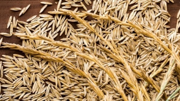 Threshed-Kernza-perennial-grain-seeds-and-unthreshed-Kernza-seed-heads.jpg