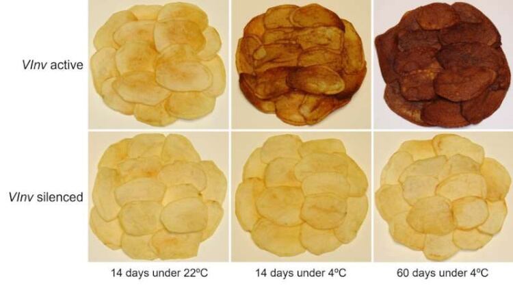 Cracking-the-code-to-a-healthier-potato-chip.jpg