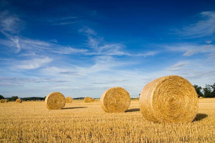 wheat-GettyImages-dusipuffi.jpg
