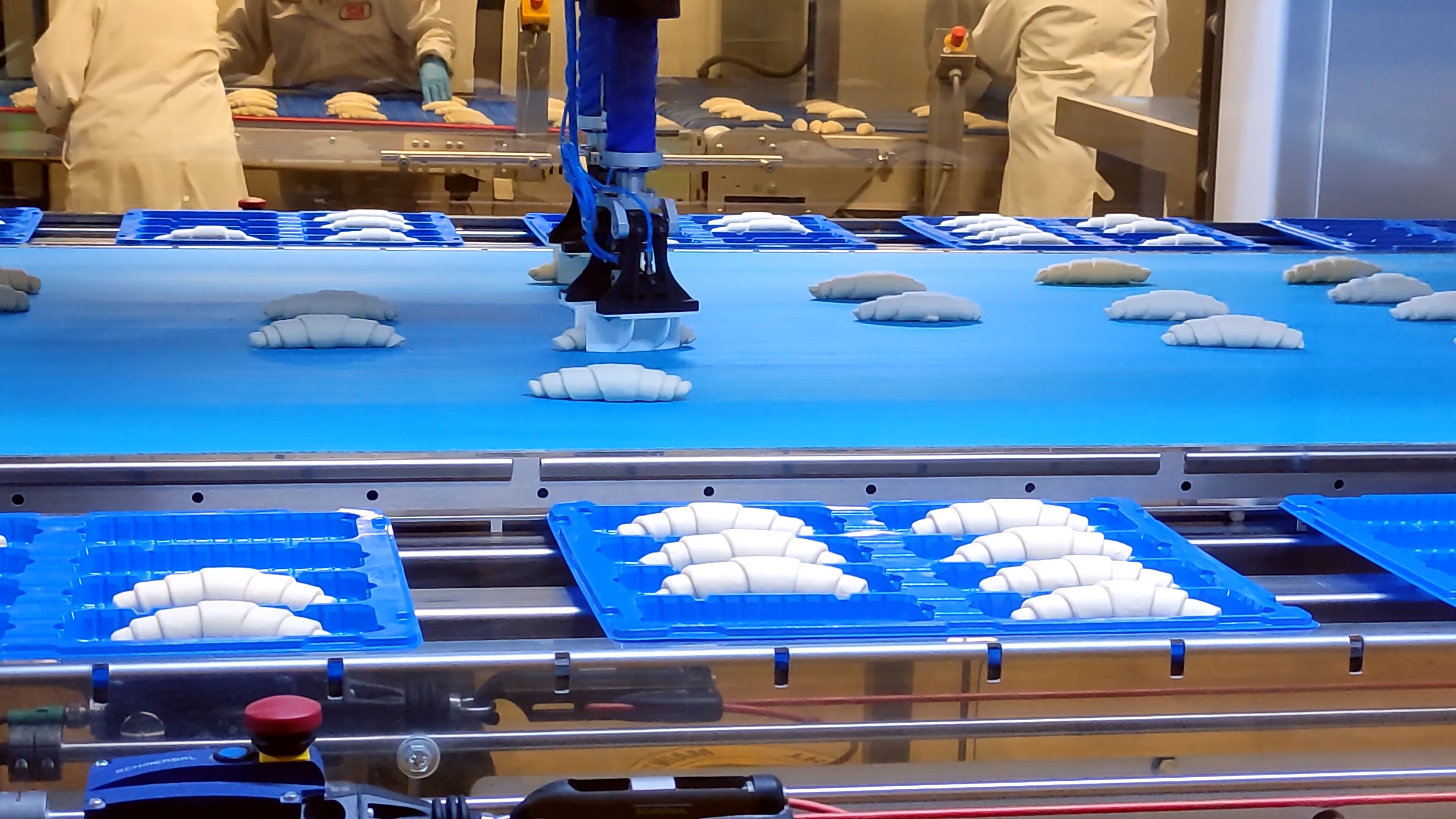 Mechanical apparatus carries croissants on conveyor belt Mechanical apparatus ensures safe operation in production croissants Mechanical apparatus guarantee quality work in production.