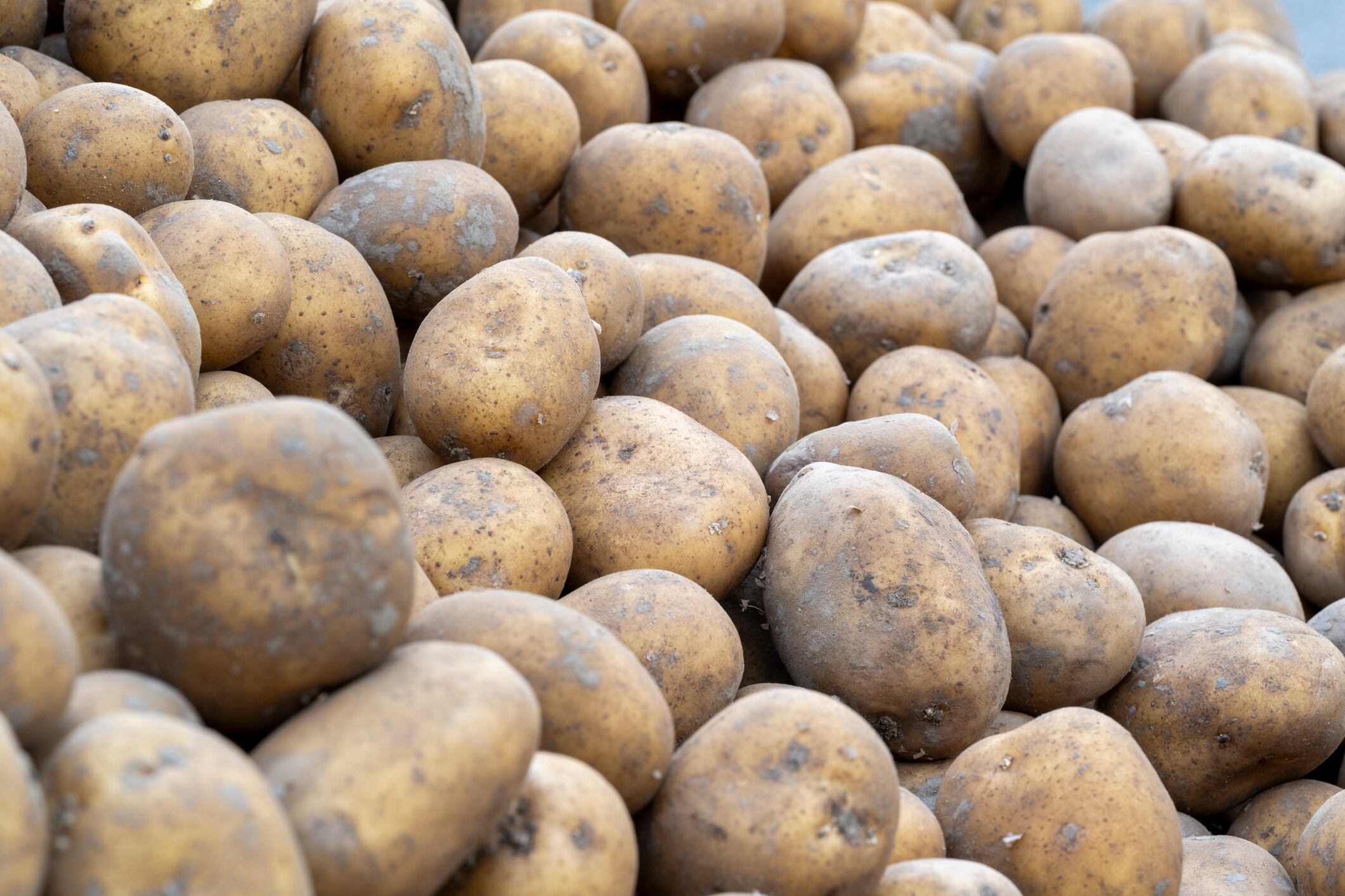 Project seeks to extend potato storage life 
