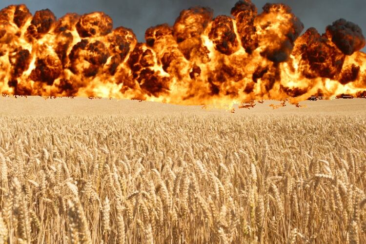 Cereal calamity: The geopolitics of wheat