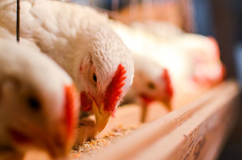white-hens-close-up.jpg
