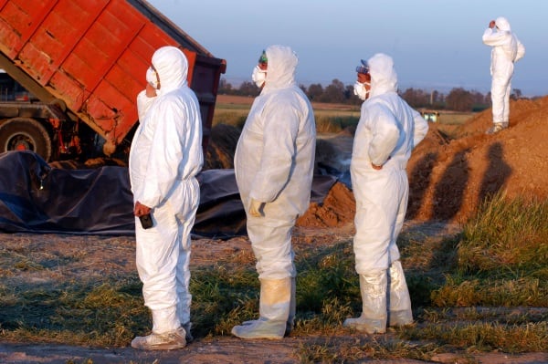 bird-flu-4.jpg