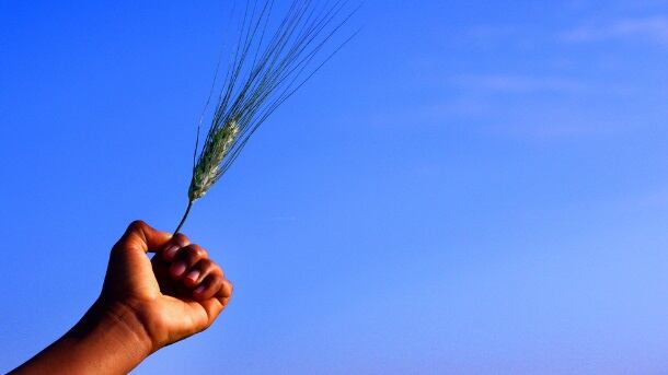 wheat-in-hand-deposit-photo-pmmart.jpg