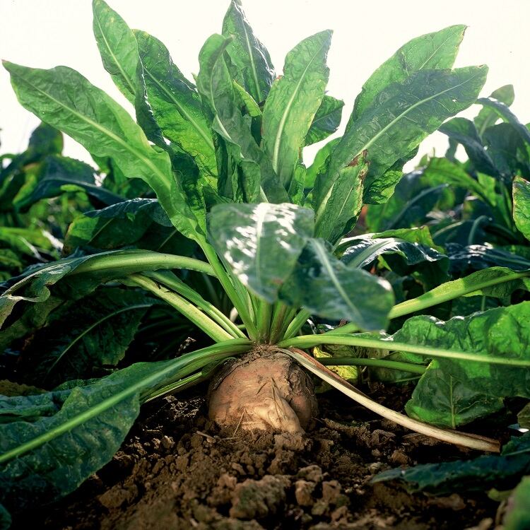 Chicory-root_copyright-BENEO.jpg