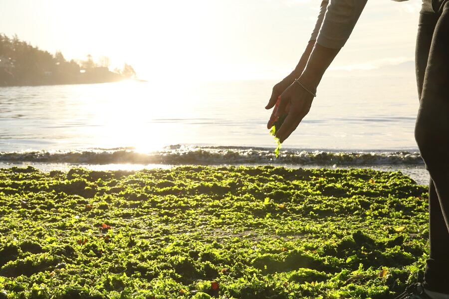Under-the-sustainable-sea-weeds-gimme-Seaweed-talks-eco-friendly-and-organic-snacks.jpg