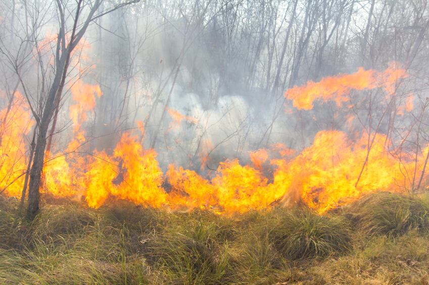 FOREST-FIRE.jpg