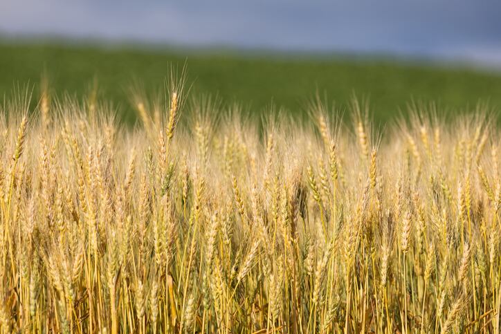 Scientists tap into barley ‘time machine’ to help adapt the grain to climate change