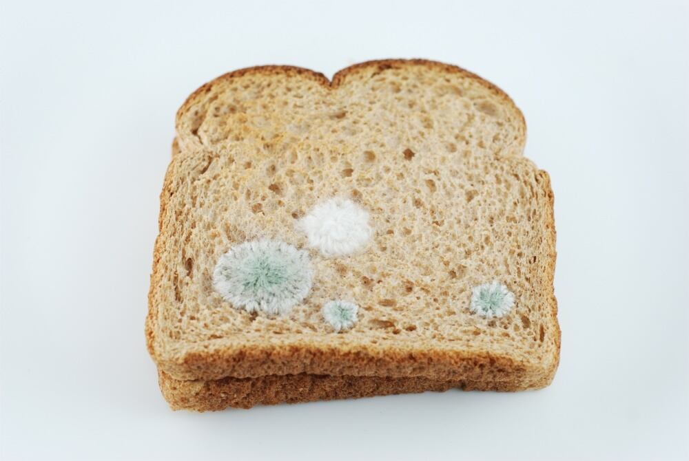 bread-mold_optimized_jpeg.jpg