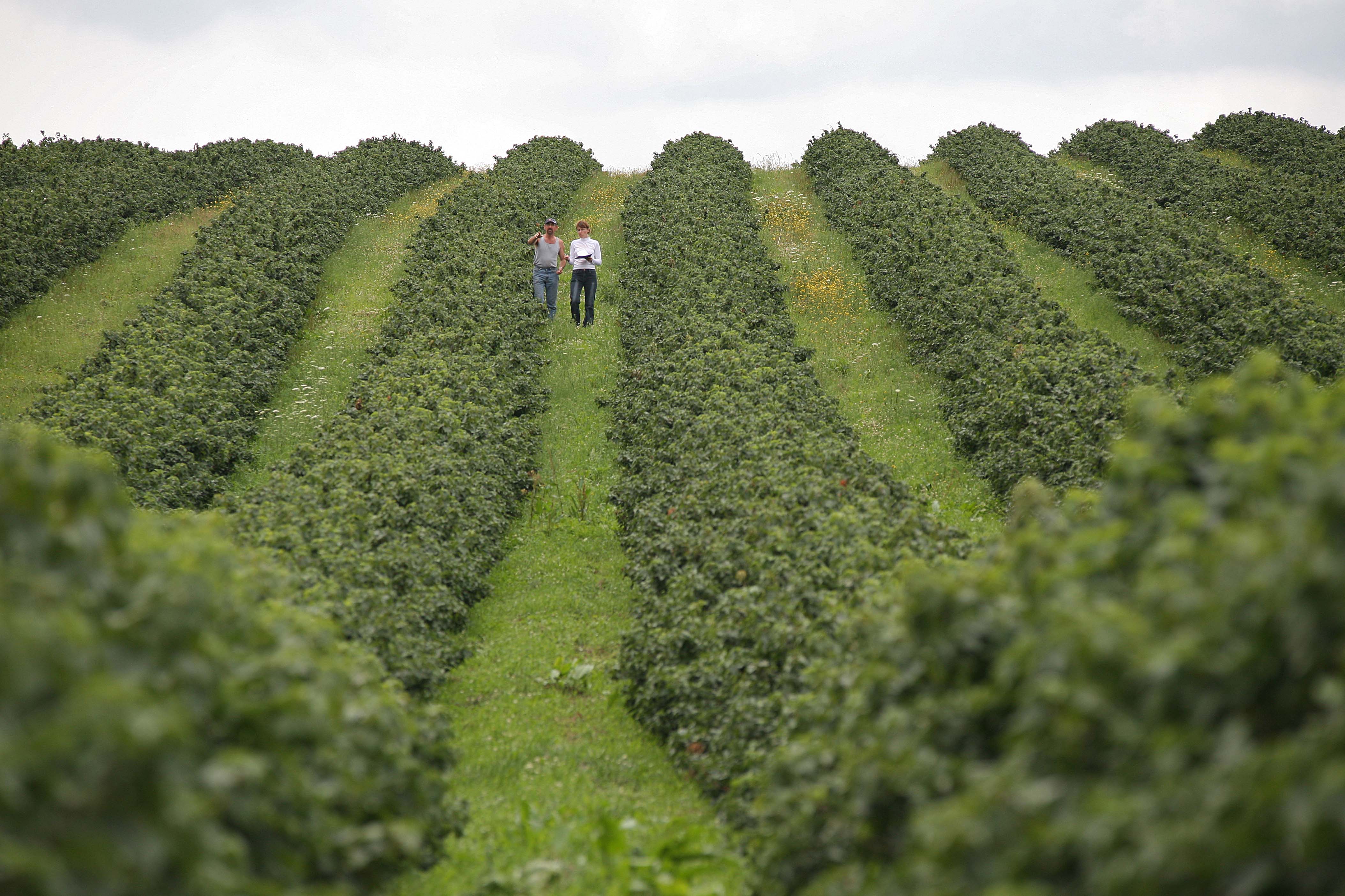 SVZ-agronomist-fields.jpg