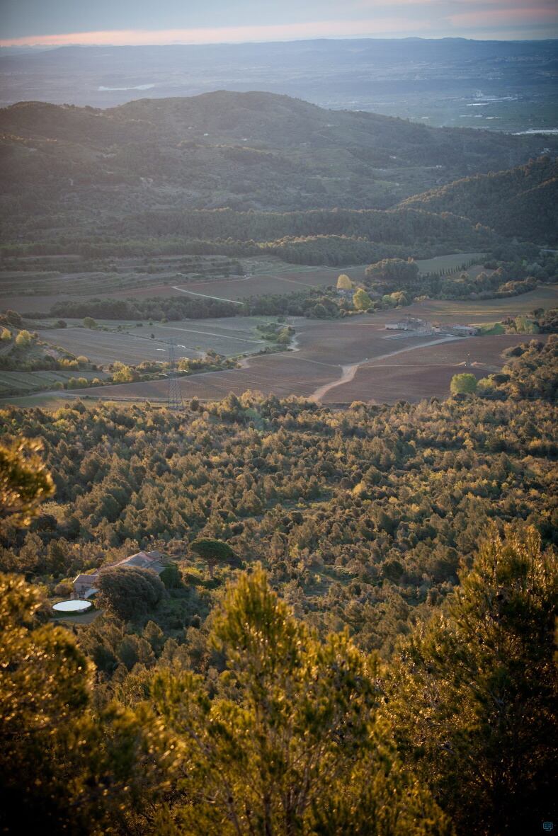 La-Morella-nut-orchards-in-Reus-area-Pic-Barry-Callebaut.jpg