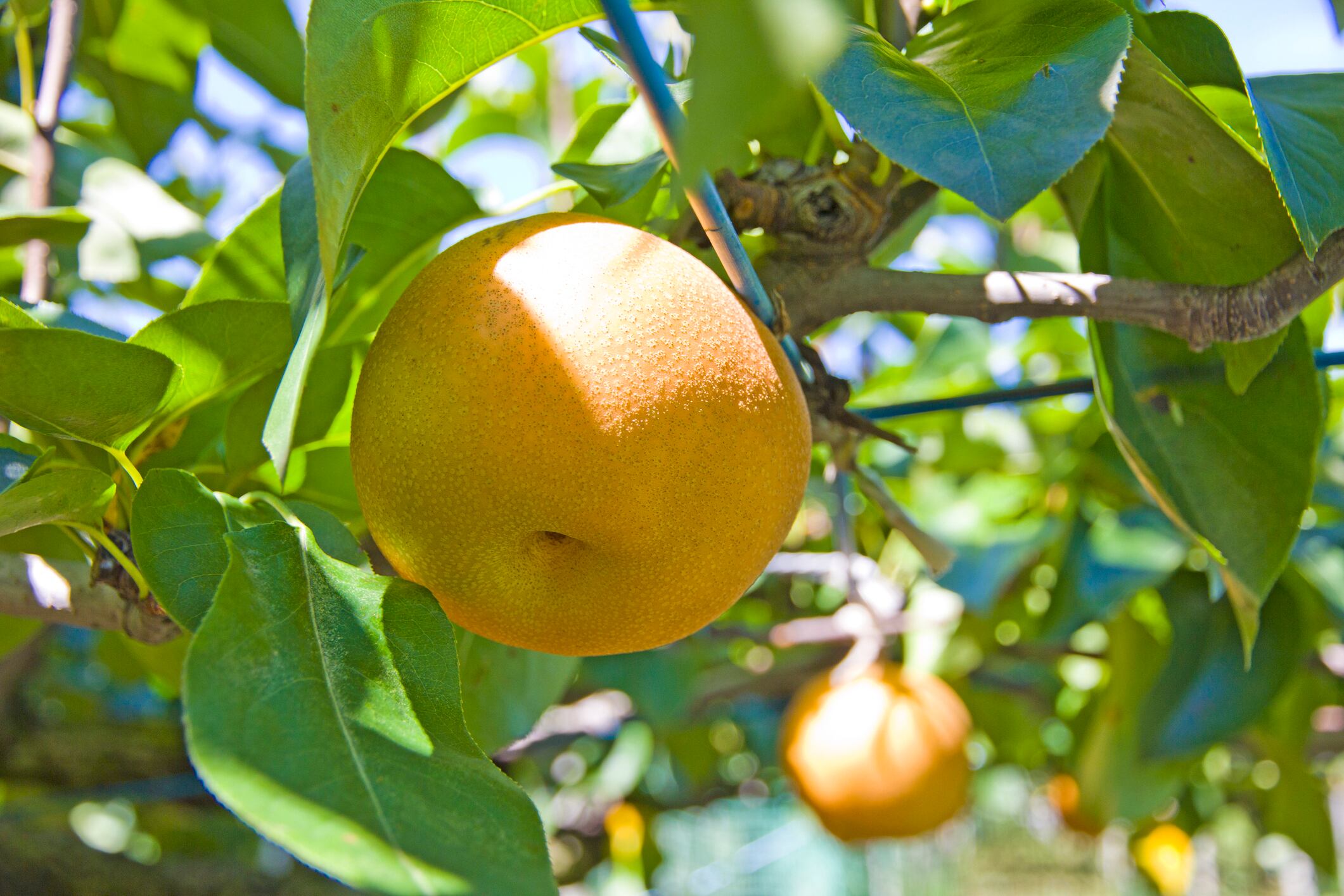 Korean pear, japanese pear,chinese pear,pear farm