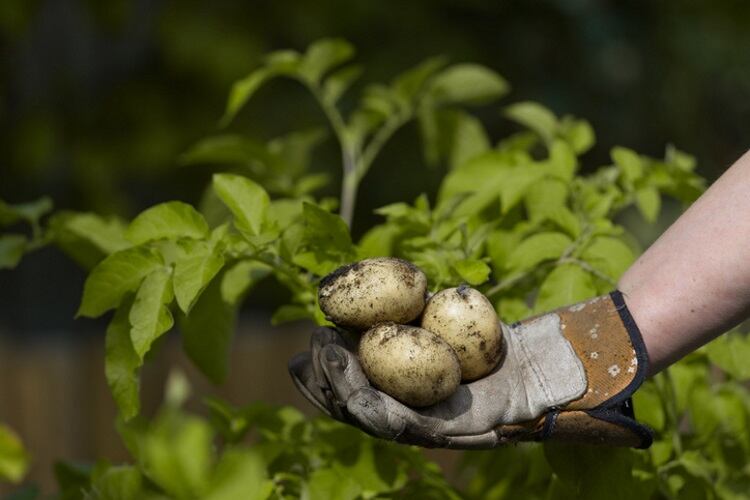 PepsiCo to plough 20 million pesos into Mexican agriculture
