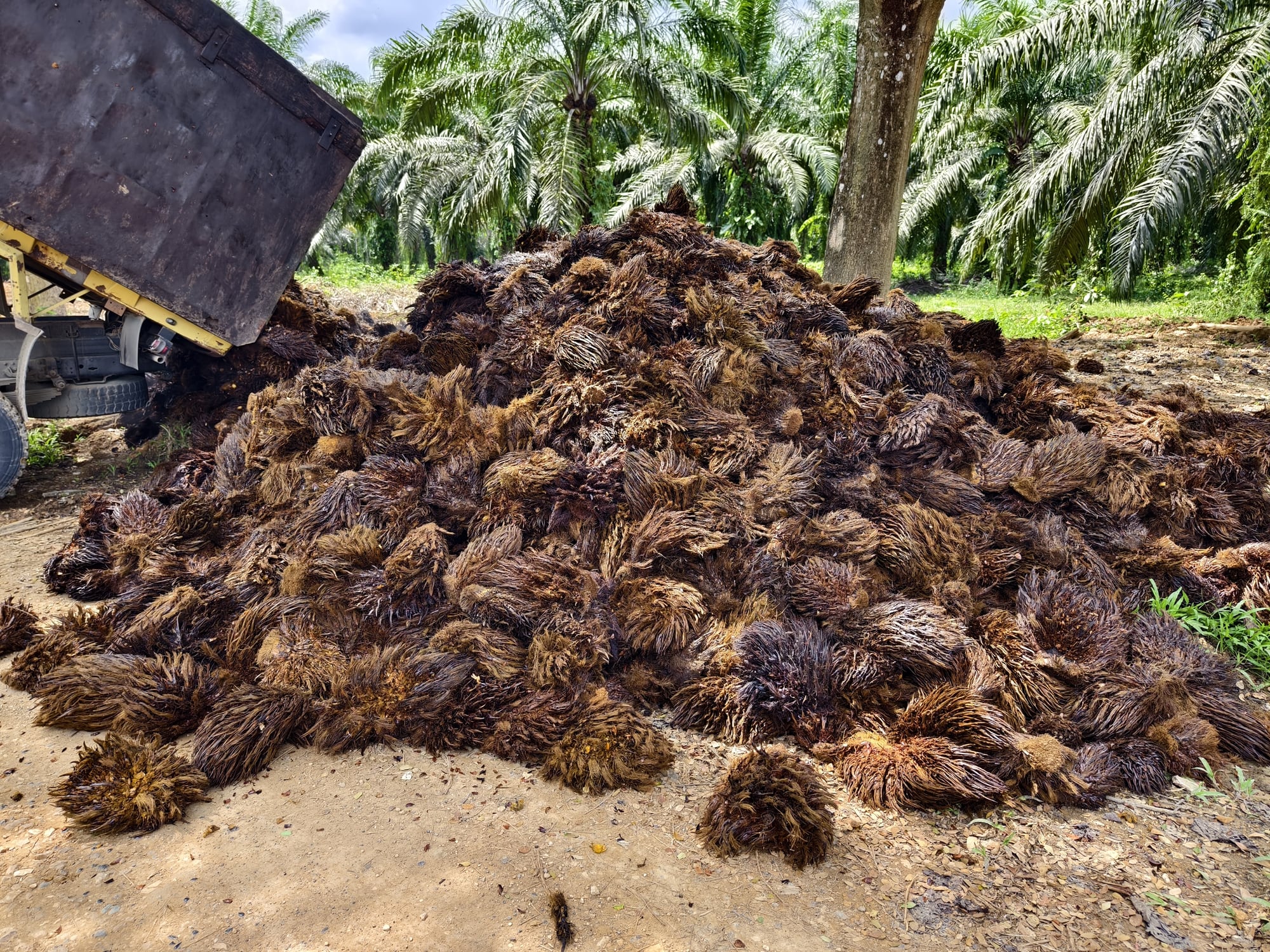 EUDR excludes palm oil waste – how is it used in agriculture?