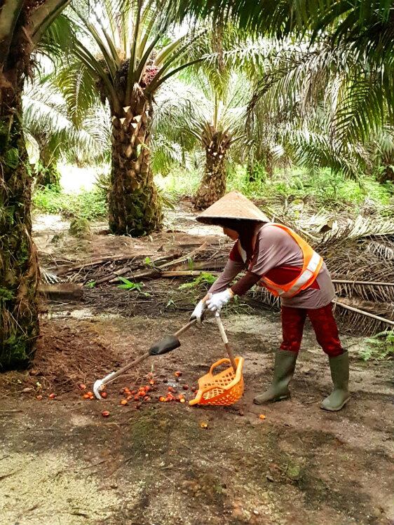 PalmPlantation9-Cargill.jpg