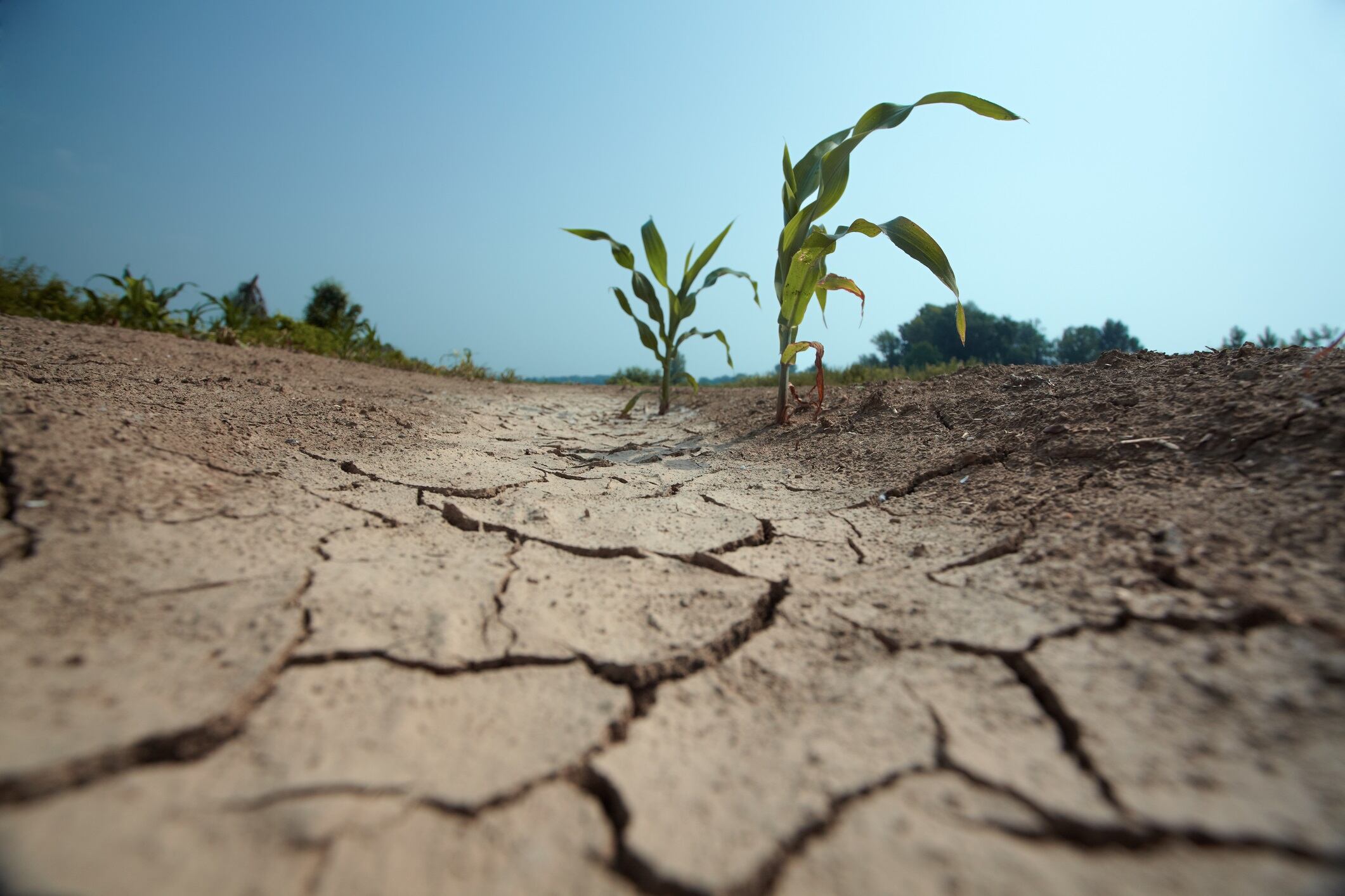 A few small corn plants on dry land in drought.