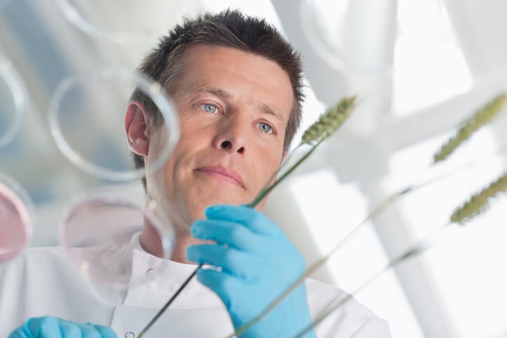 Toast-time trade-off eases as gene-edited wheat cuts acrylamide risk by 93%