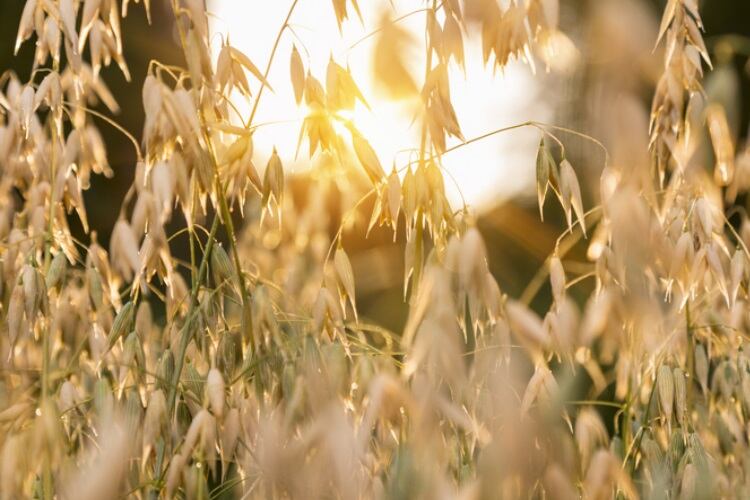 General-Mills-ramps-up-regenerative-agriculture-movement-in-Canada-with-US-2.3m-investment.jpg