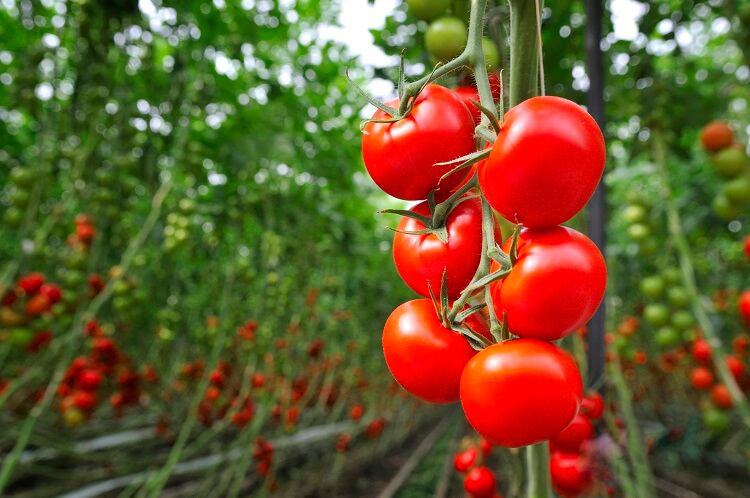Unilever unearths regen ag findings for Knorr and Hellmann’s: ‘The time for pilots is over. It’s time to go big’