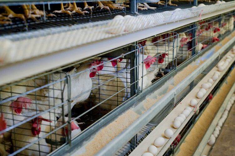 Chickens-in-cages-barbaragibbons.jpg