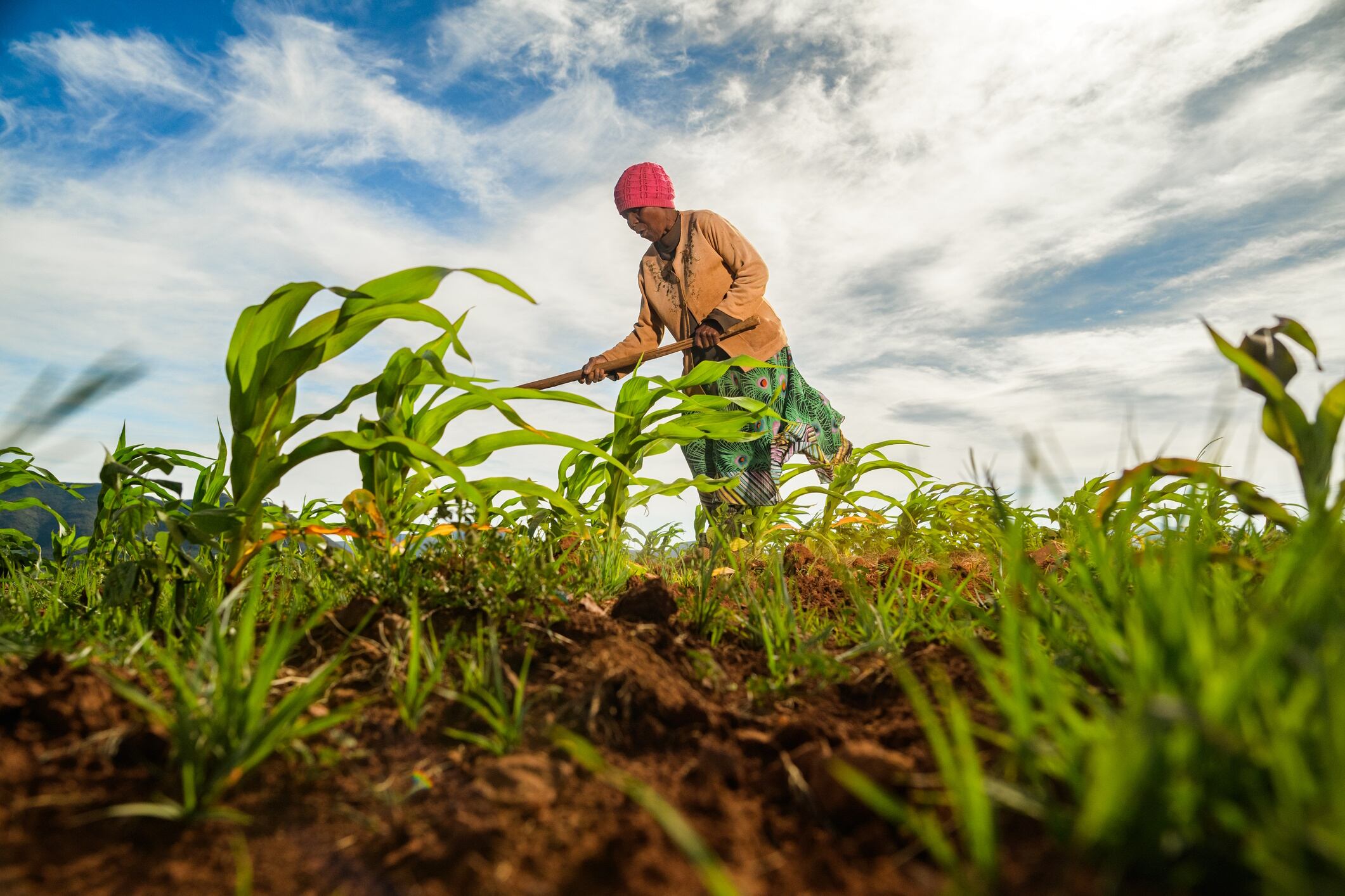 African woman working with traditional hoe in corn maize field