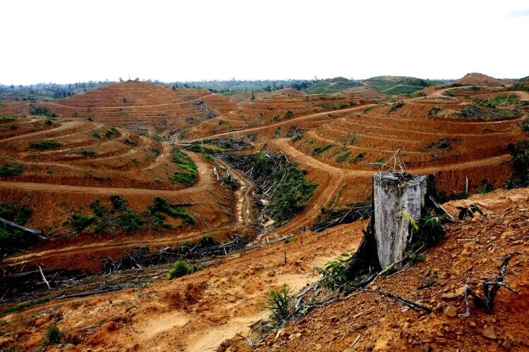 Deforested-land-in-Indonesia-Greenpeace-Oka-Budhi.jpg